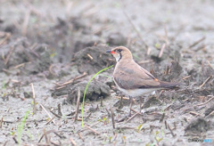 初めてのツバメチドリⅢ