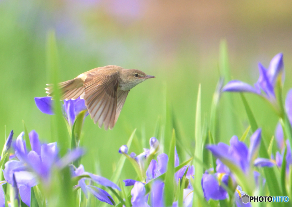 オクラレルカにオオヨシキリ⑰
