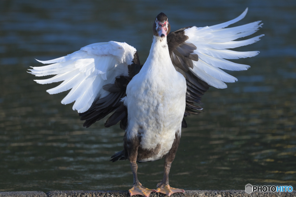 迷鳥バリケン④