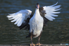 迷鳥バリケン④