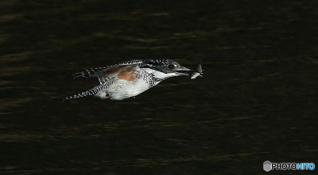 お魚ゲット(20160312）