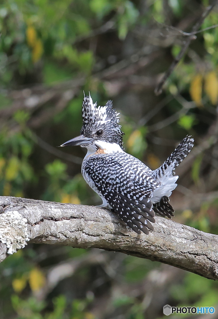 見返りヤマちゃん