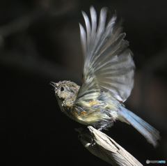 元気なルリビタキ若