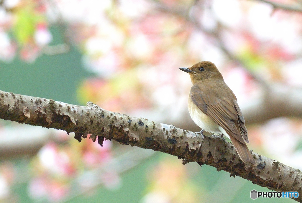 桜にオオルリ♀