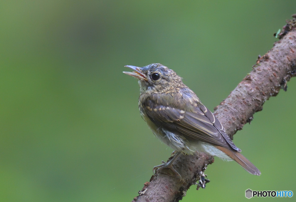 キビタキの幼鳥②