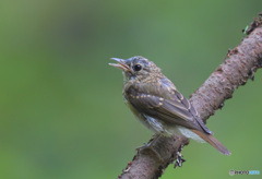 キビタキの幼鳥②