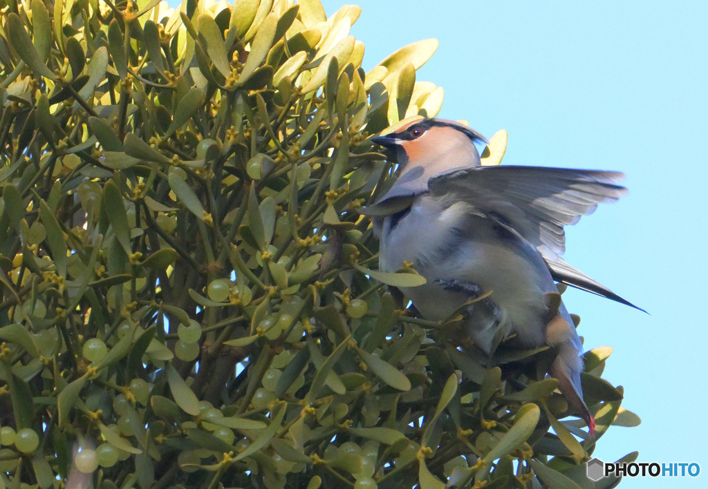 ヒレンジャク2023④