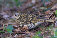 トラツグミ2023③