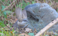 迷鳥コノドジロムシクイⅢ