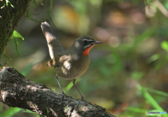 ゴキゲンなノゴマ君