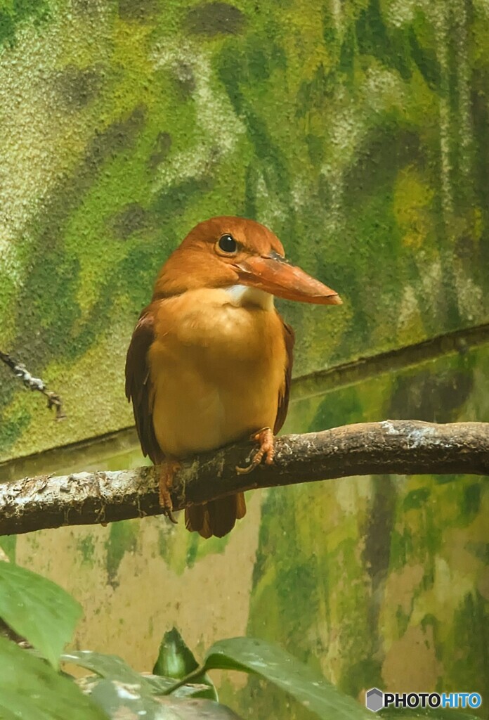 高知のアカショウビン