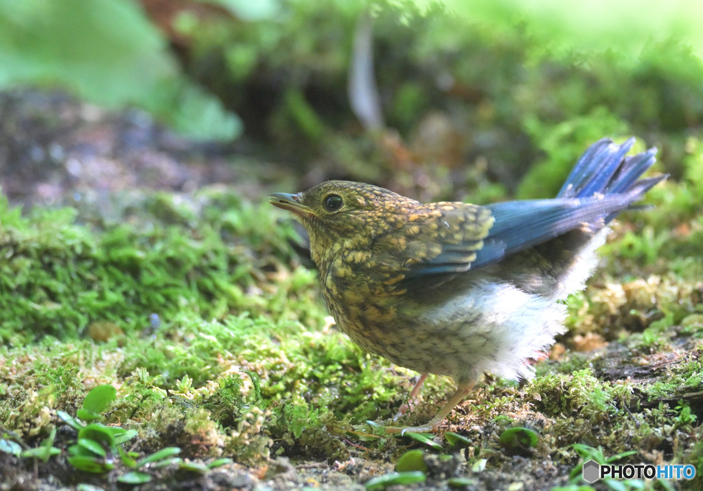 在庫のオオルリ若③
