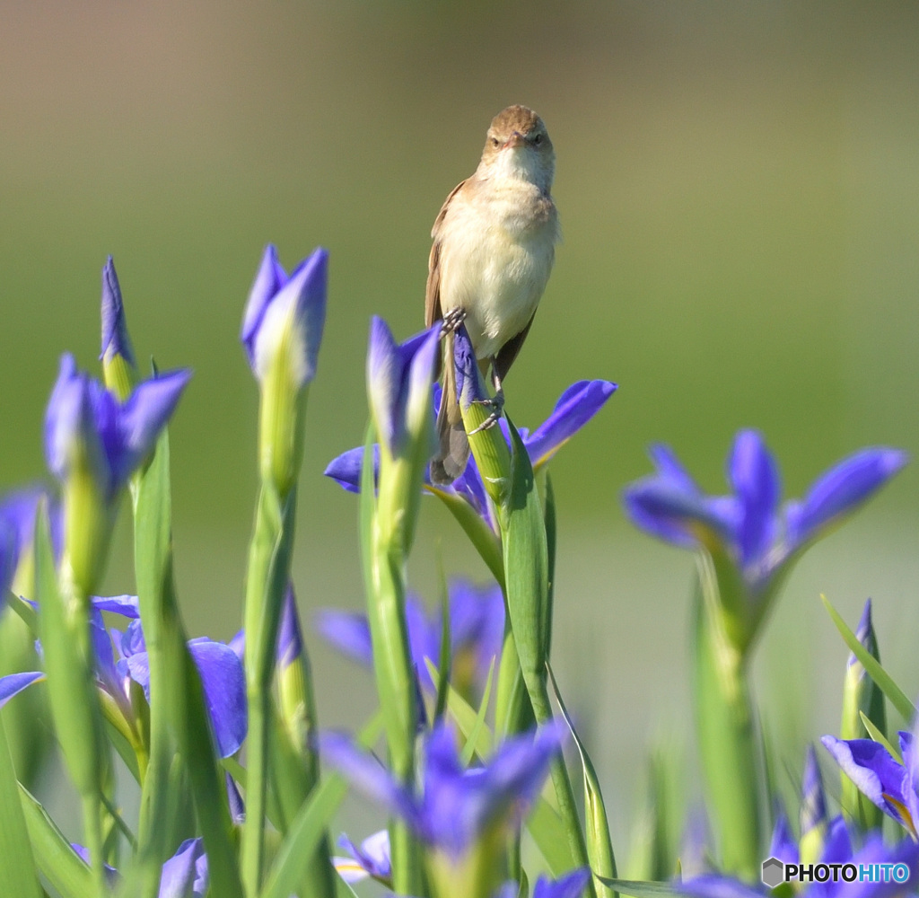 花菖蒲にオオヨシキリ④