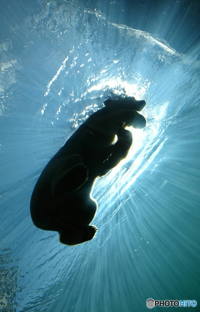 太陽とホッキョクグマⅢ