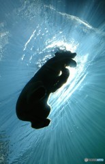 太陽とホッキョクグマⅢ