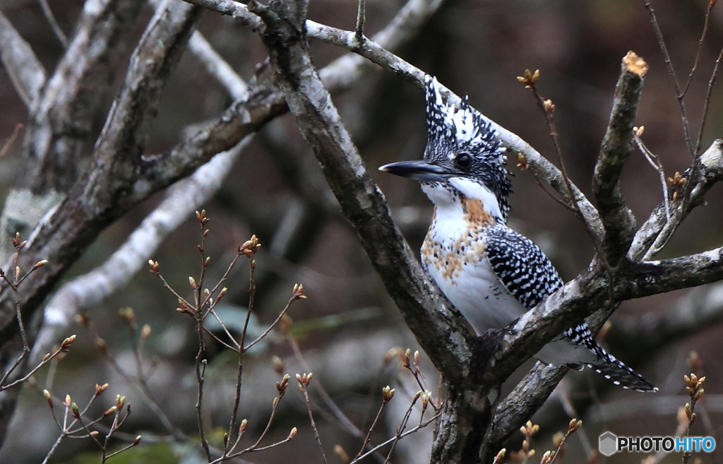 本日のヤマちゃん(20160403）