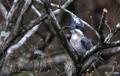 本日のヤマちゃん(20160403）