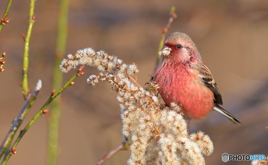本日のベニマシコ♂