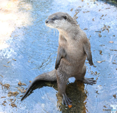 コツメカワウソ