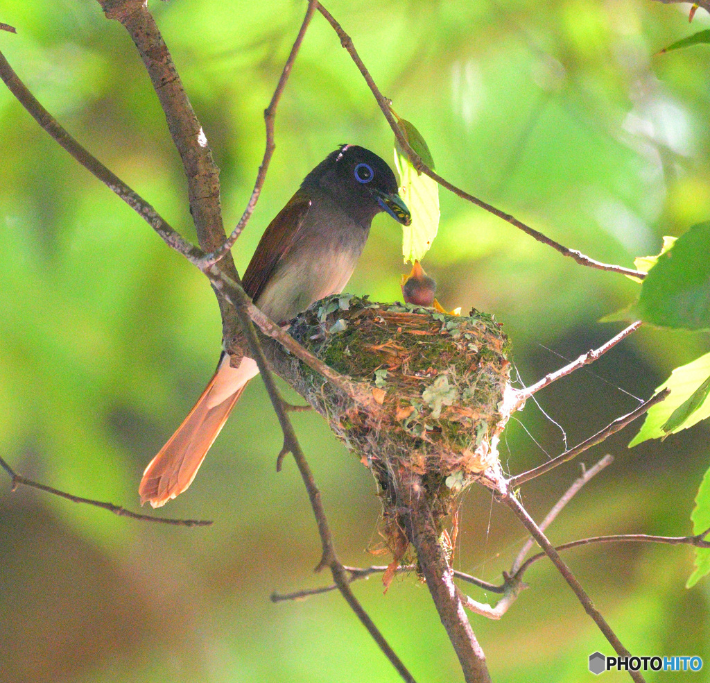 サンコウチョウの親子⑩