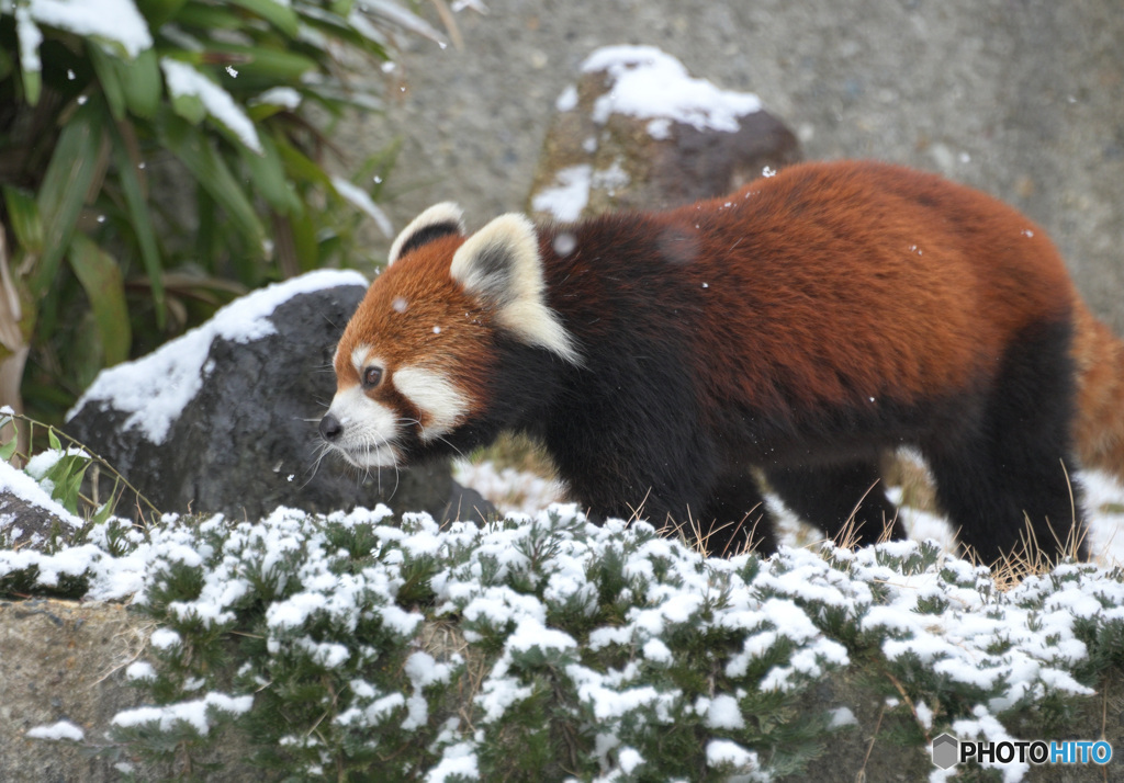 雪にレッサーパンダ