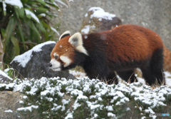 雪にレッサーパンダ