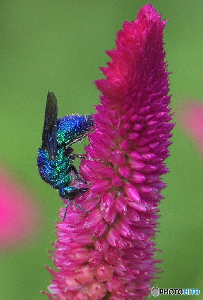 オオセイボウ2023⑦