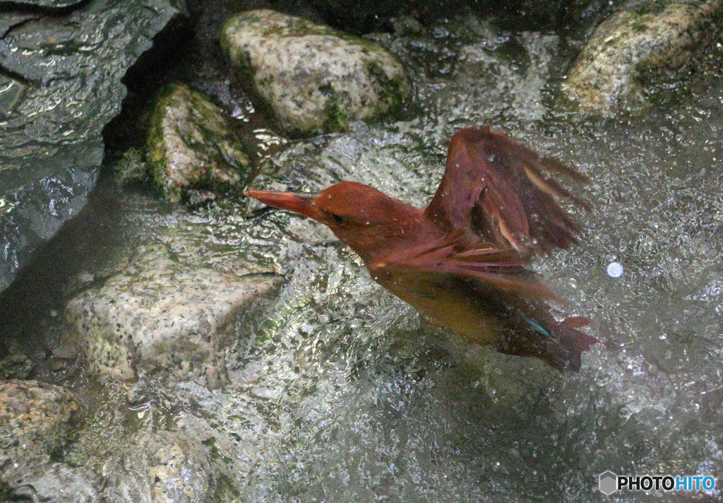 水浴びアカショウビン