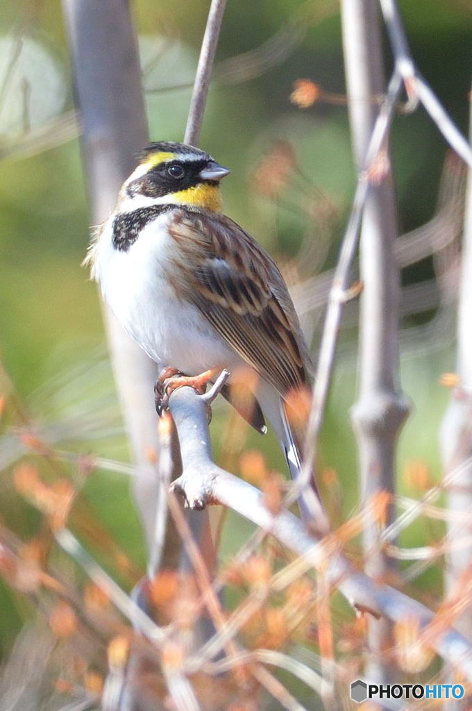 ミヤマホオジロ♂