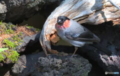 カメラ目線で