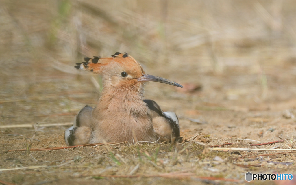 砂浴び中のヤツガシラ③