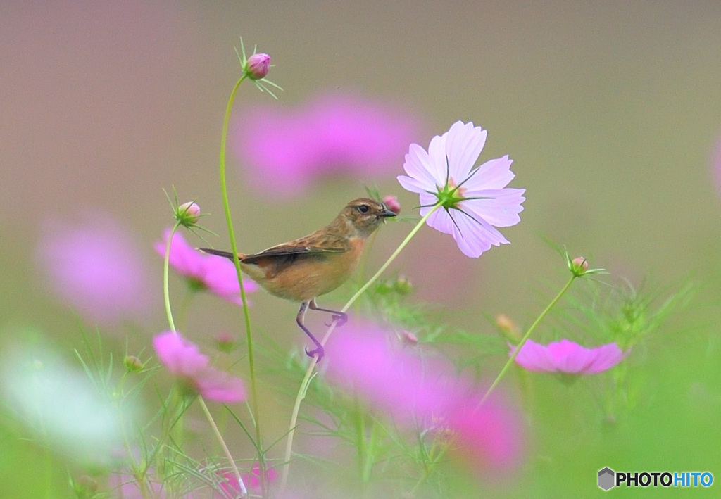 秋桜にノビタキ⑭