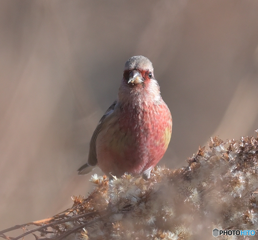 2月のベニマシコ④