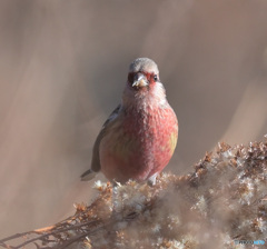 2月のベニマシコ④