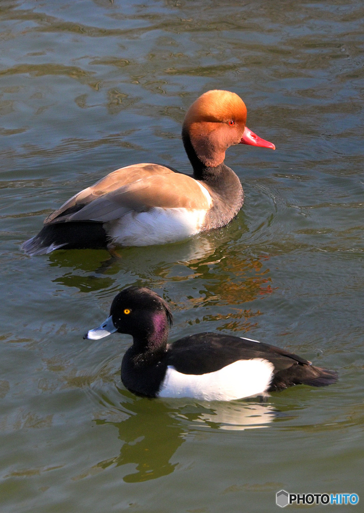 アカハシハジロ＆キンクロハジロ