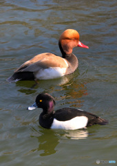 アカハシハジロ＆キンクロハジロ