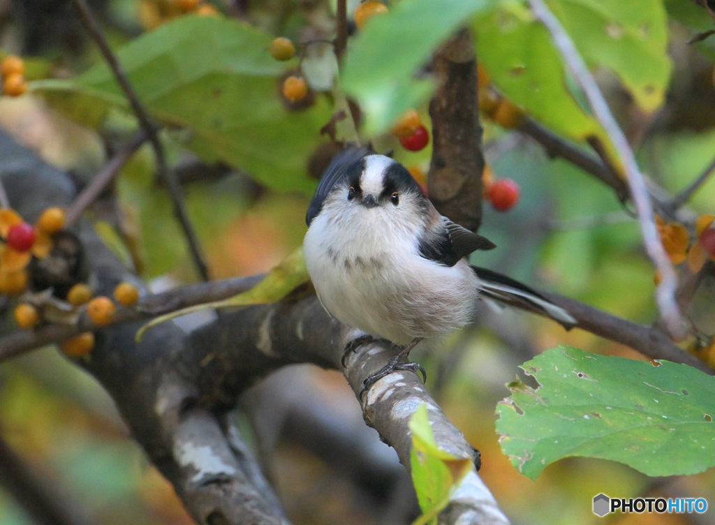 初冬のエナガさん