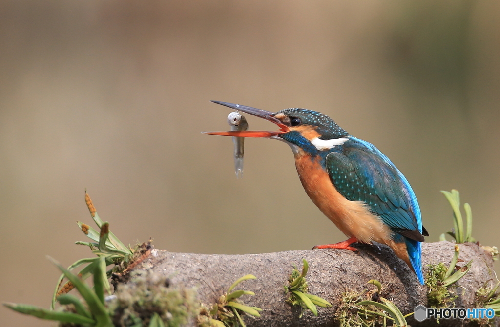 ポイッ！！(20160227）