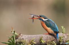 ポイッ！！(20160227）