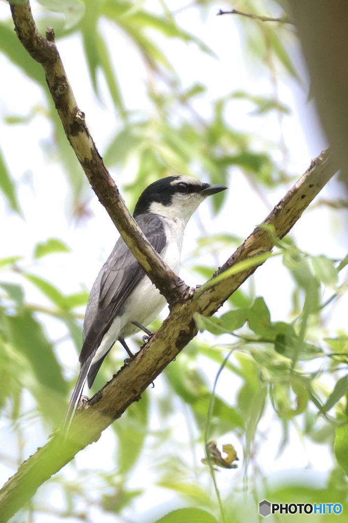 サンショウクイⅡ