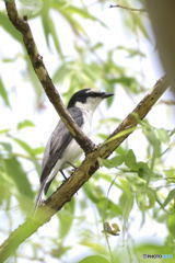 サンショウクイⅡ