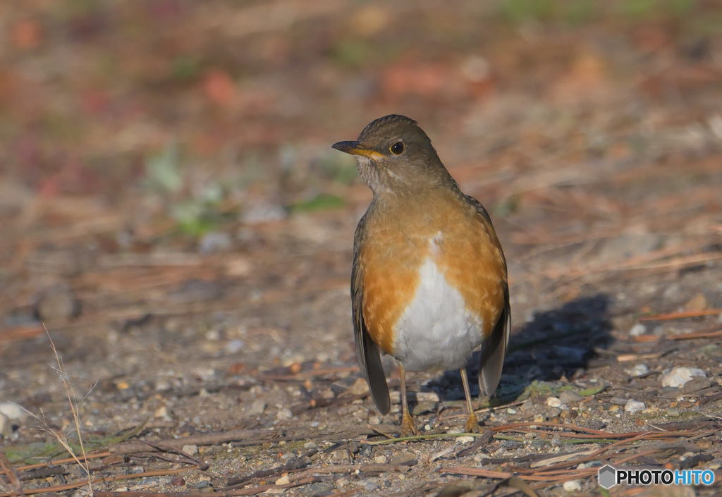 カメラ目線のアカハラさん