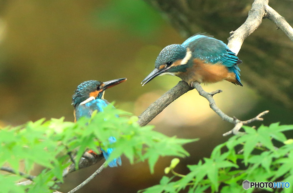 カワセミの親子
