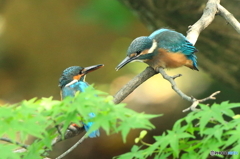 カワセミの親子