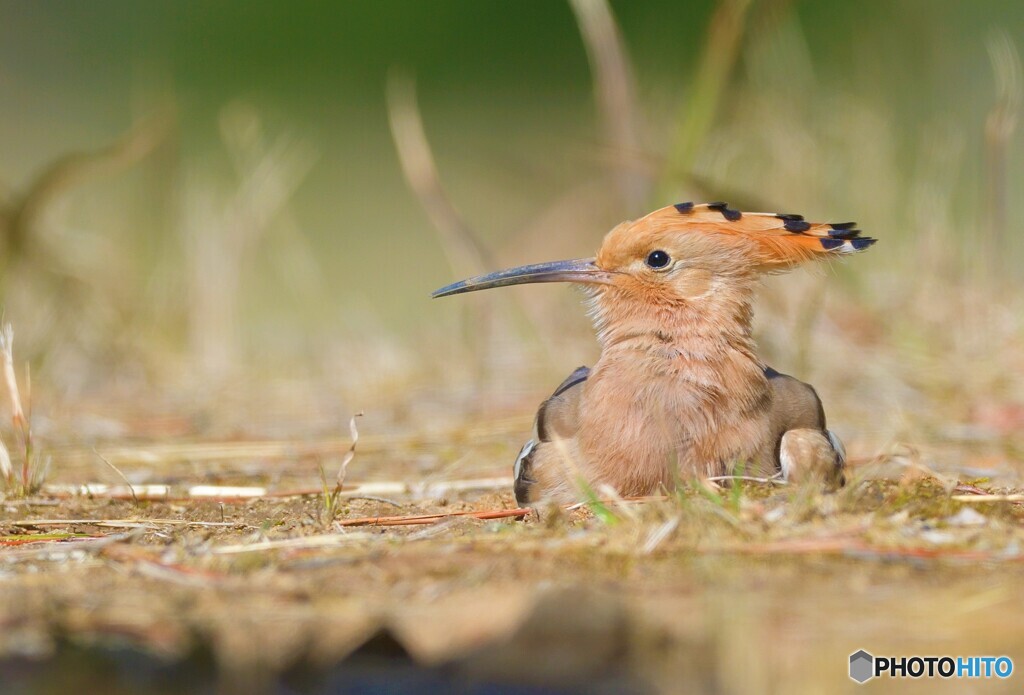 砂浴び中のヤツガシラ③