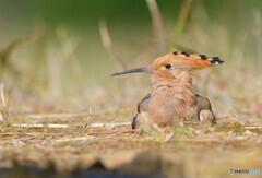 砂浴び中のヤツガシラ③