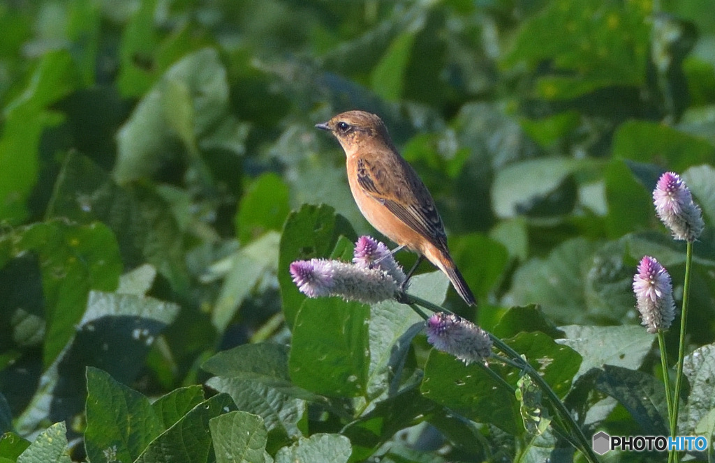 野鶏頭にノビタキⅢ