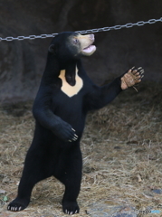 客引き