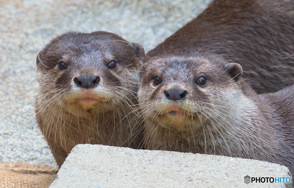 カワウソ兄弟