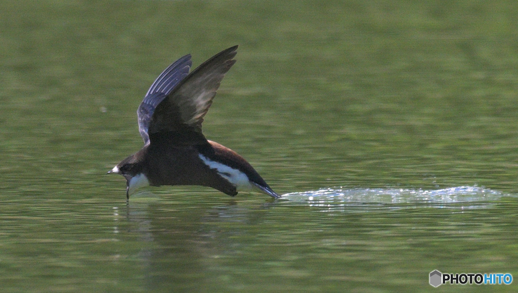 ハリオアマツバメ2022㉚